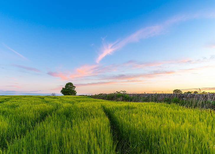 photography of a green rice field, Fife, Sunset, photography, green, rice field, fields, tree, Scotland, wall, agriculture, countryside, nature, rural Scene, summer, farm, outdoors, sky, field, landscape, meadow, grass, blue, sunrise - Dawn, HD wallpaper