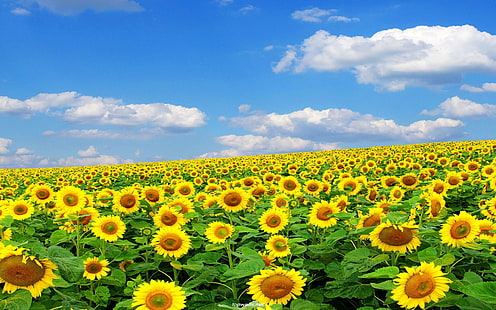 Sunflower Field 1  2560×1600, HD wallpaper HD wallpaper