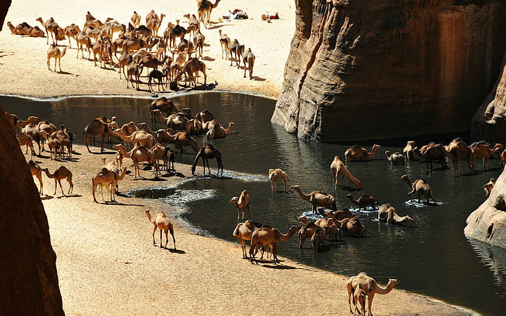 Oasi nel deserto del Sahara, oasi, deserto, cammelli, Africa, Sfondo HD