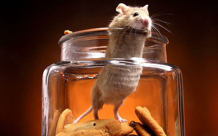 Caught, white and brown mouse, animals, nature, cookie jar, mouse, cute, HD wallpaper