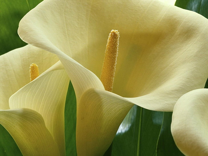 Flowers, Calla Lily, Close-Up, Earth, Flower, White Flower, HD wallpaper