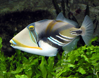 حيوانات المحيط الأسماك تحت الماء الحيوانات الأسماك HD الفن ، الحيوانات ، الأسماك ، المحيط ، تحت الماء، خلفية HD HD wallpaper