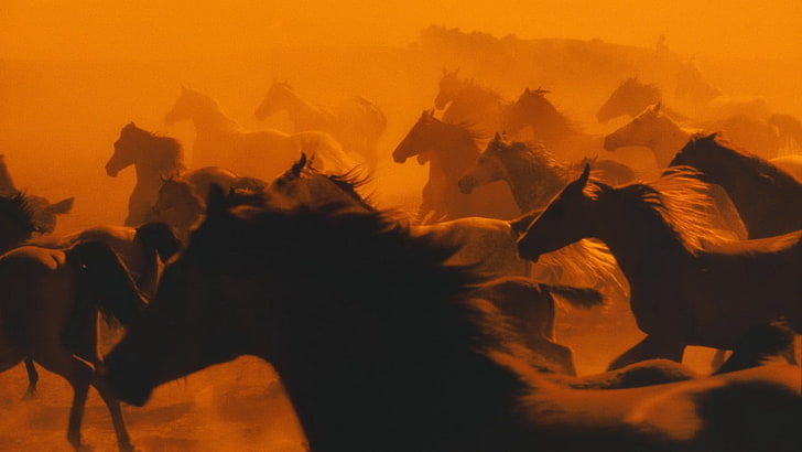 manada de caballos marrones, naturaleza, caballo, animales, Fondo de pantalla HD
