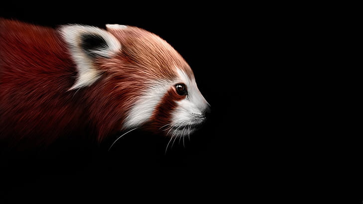 Panda rouge, raton laveur, fond noir, rouge, Panda, raton laveur, noir, fond, Fond d'écran HD