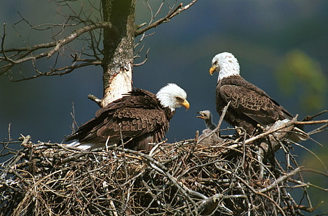 Vögel, Adler, Tier, Nest, HD-Hintergrundbild HD wallpaper