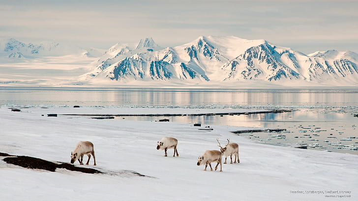 Reindeer, Spitzbergen, Svalbard, Norway, Winter, HD wallpaper
