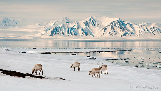 Reindeer, Spitzbergen, Svalbard, Norway, Winter, HD wallpaper HD wallpaper