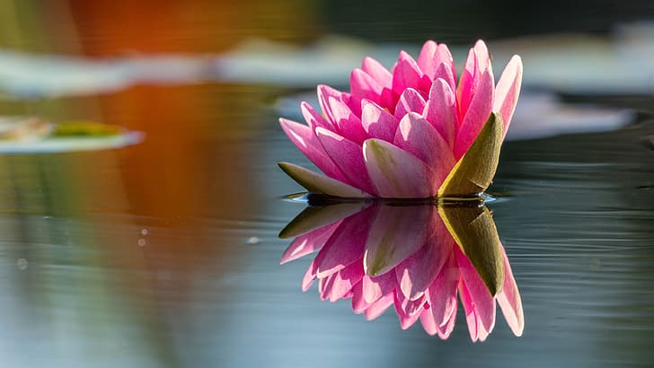 Flower, water, light, nature, lake, pond, reflection, pink, petals, Lily,  HD wallpaper | Wallpaperbetter
