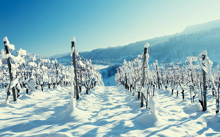 вино, зима, снег, HD обои