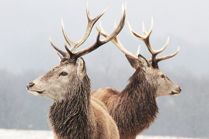 two brown stags, animals, deer, mammals, winter, wildlife, HD wallpaper
