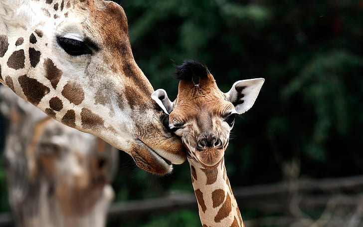 Giraffe Motherhood, motherhood, giraffe, love, HD wallpaper