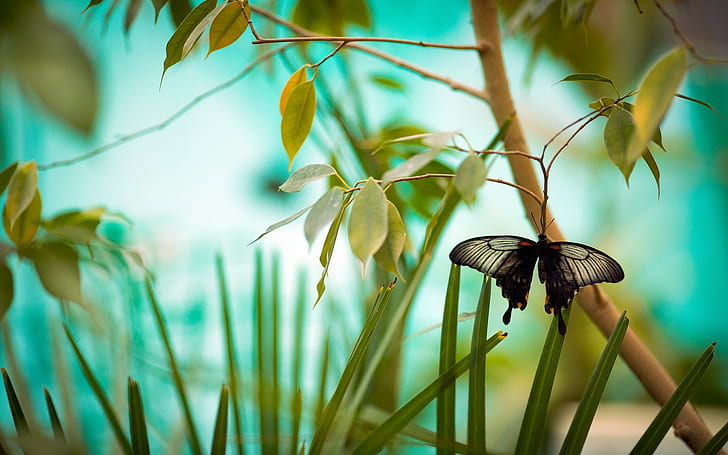 Mariposa en rama, mariposa, rama, Naturaleza, Fondo de pantalla HD