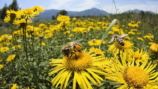 Bees, bees, cool, animals, flowers, HD wallpaper HD wallpaper