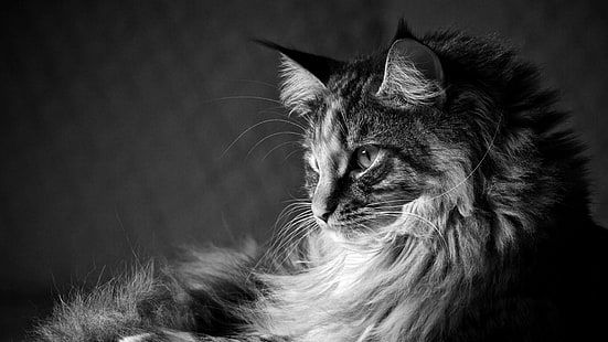 кот, пушистый кот, мейн кун, усы, черно-белое, монохромная фотография, млекопитающее, фотография, крупный план, монохромный, HD обои HD wallpaper