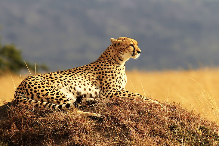 Gepard 4k Bilder herunterladen, HD-Hintergrundbild