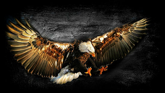 орел, граблива птица, муха, тъмнина, крило, плешив орел, перо, птица, HD тапет HD wallpaper