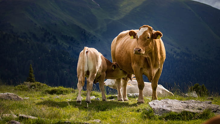 mountains, nature, cow, baby, Alps, cub, udder, mother, calf, bull, breastfeeding, breast milk, sucker, HD wallpaper