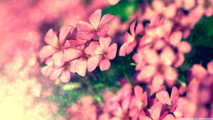 bunga petaled pink, alam, bunga, tanaman, makro, Wallpaper HD