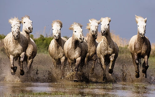 Galopperande vita hästar Hd bakgrundsbilder för bärbar widescreen gratis nedladdning, HD tapet HD wallpaper