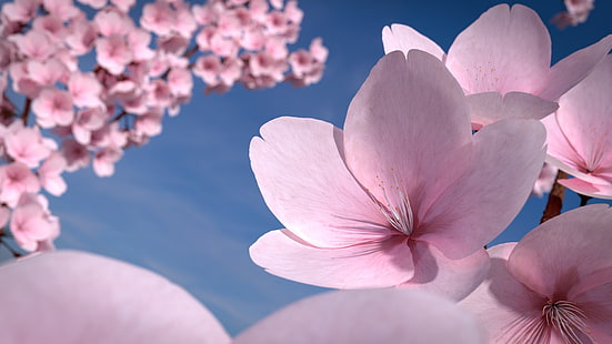 ดอกซากุระ, ดอกไม้, ดอกซากุระ, กลีบดอก, วอลล์เปเปอร์ HD HD wallpaper