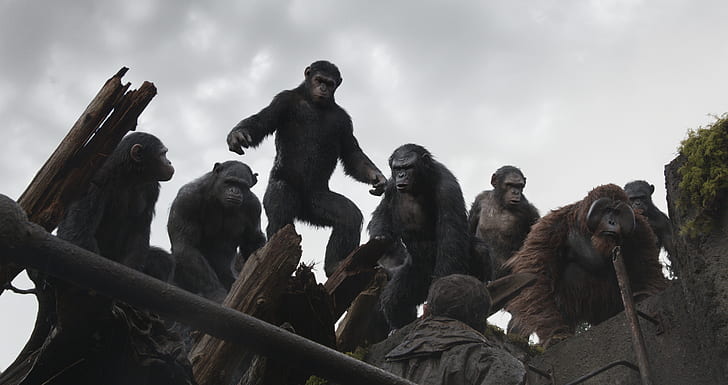 monkey, Planet of the apes: the Revolution, Dawn of the Planet of the Apes, Caesar, HD wallpaper