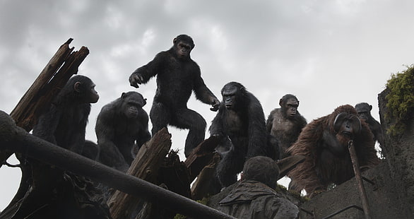 monkey, Planet of the apes: the Revolution, Dawn of the Planet of the Apes, Caesar, HD wallpaper HD wallpaper