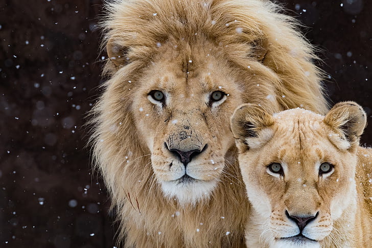 поглед, тъмният фон, Лъв, двойка, диви котки, лъвове, лъвица, снеговалеж, две, муцуна, семеен портрет, два лъва, HD тапет