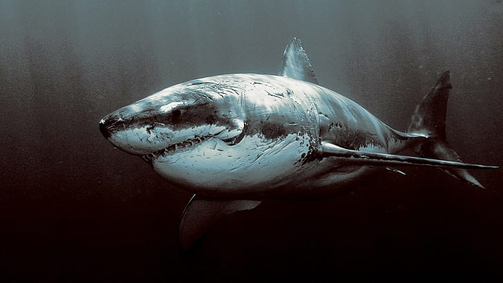 tiburones animales gran tiburón blanco, Fondo de pantalla HD