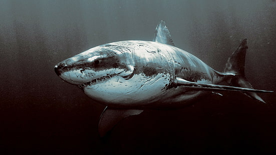 животные акула большая белая акула, HD обои HD wallpaper