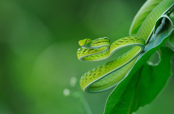 Serpente esotico, serpente verde, animali, rettili e rane, bellissimo, verde, serpente, Ahaetulla prasina, serpente asiatico della vite, serpente orientale, serpente della vite, Sfondo HD