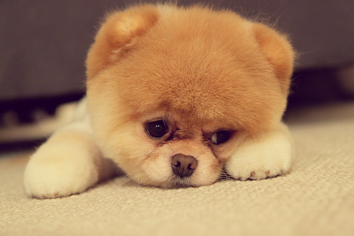 جرو كلب صغير طويل الشعر برتقالي ، كلب صغير طويل الشعر ، كلب ، سلالة ، وجه ، أنف ، عيون ، آذان ، أقدام، خلفية HD