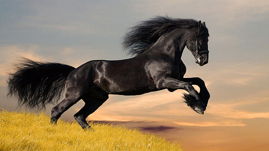 schwarzes Pferd, Pferd, Tiere, HD-Hintergrundbild HD wallpaper