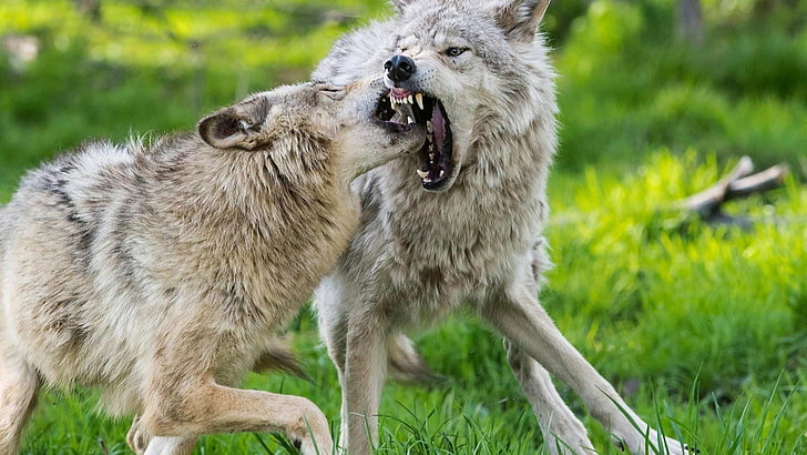 dziki, wilki, wilk, dzika przyroda, dzikie zwierzę, Tapety HD