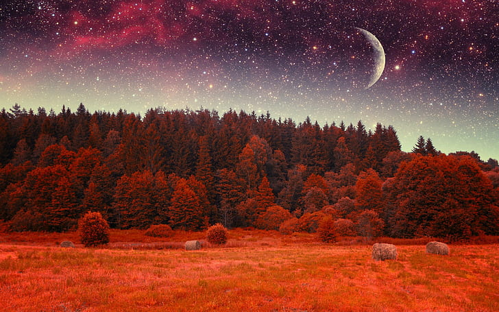 autumn, fantasy, forest, landscape, Moon, nature, night, sky, stars, tree, HD wallpaper