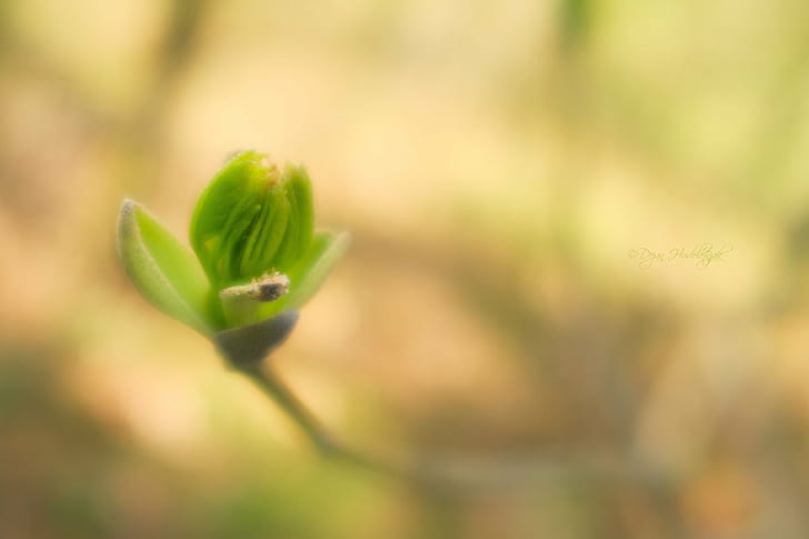 green leaf plant, Growth cycle, spring  green, green leaf, plant, eco, bio, growth  cycle, nature, macro, close-up, flower, springtime, green Color, leaf, HD wallpaper