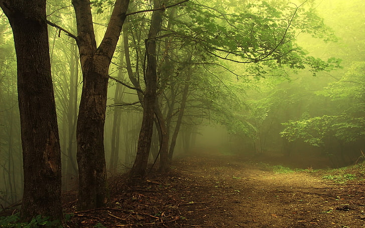 зелени листни дървета, снимани от облицовани зелени листни дървета, дървета, гора, природа, мъгла, пейзаж, растения, HD тапет