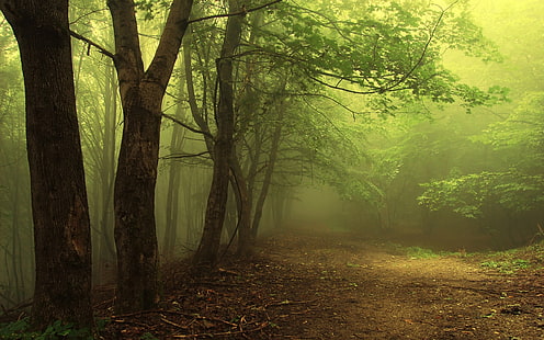 grünblättrige Bäume, fotografiert von gesäumten grünen Laubbäumen, Bäume, Wald, Natur, Nebel, Landschaft, Pflanzen, HD-Hintergrundbild HD wallpaper