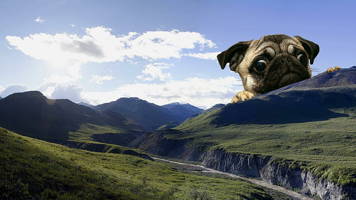 собака, мило, мем, пейзаж, горы, гигант, швабры, HD обои