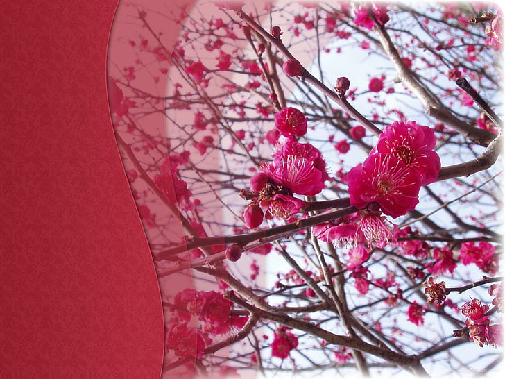 Frühling In Japan, Lavendergirl54, Twinkle-Star, Hotnhorny, Erasmia, 3D und Abstract, HD-Hintergrundbild