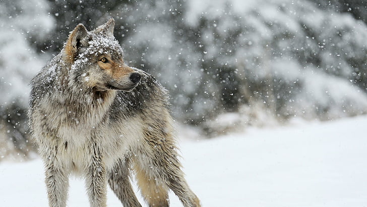 lobo, neve, nevando, queda de neve, nevado, inverno, fotografia, animais selvagens, mamífero, congelando, HD papel de parede