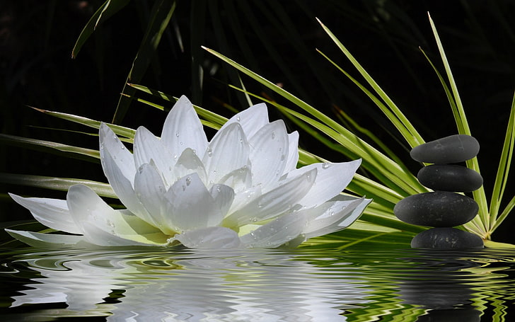 Religieux, zen, fleur, lotus, fleur blanche, Fond d'écran HD