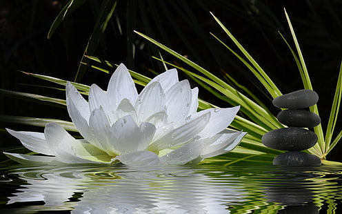 Religieux, zen, fleur, lotus, fleur blanche, Fond d'écran HD HD wallpaper
