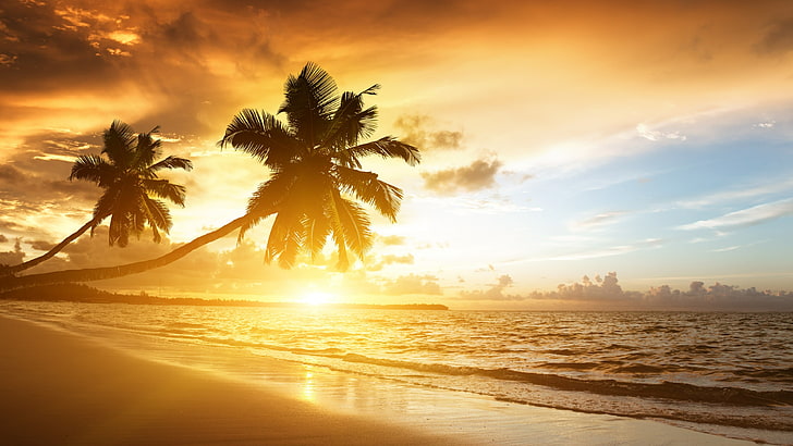 плаж, Керала, Индия, Индийски океан, плаж Марари, палми, Азия, спокойствие, палмово дърво, небе, бряг, слънчева светлина, тропици, слънце, хоризонт, море, палма, залез, HD тапет