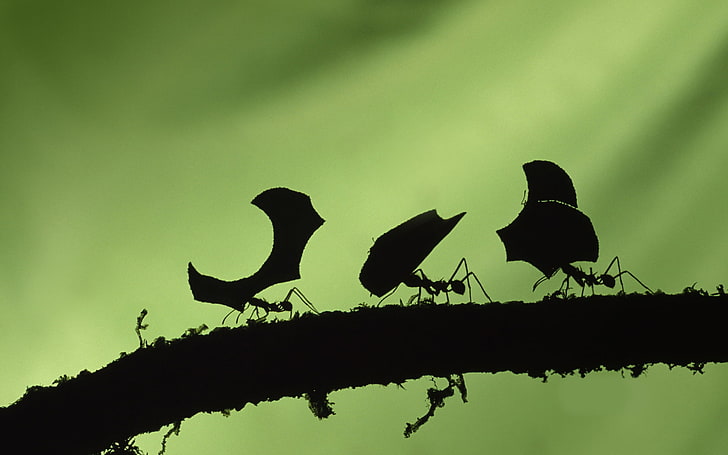 silhouette of photo of ants, ants, green background, workaholic, HD wallpaper