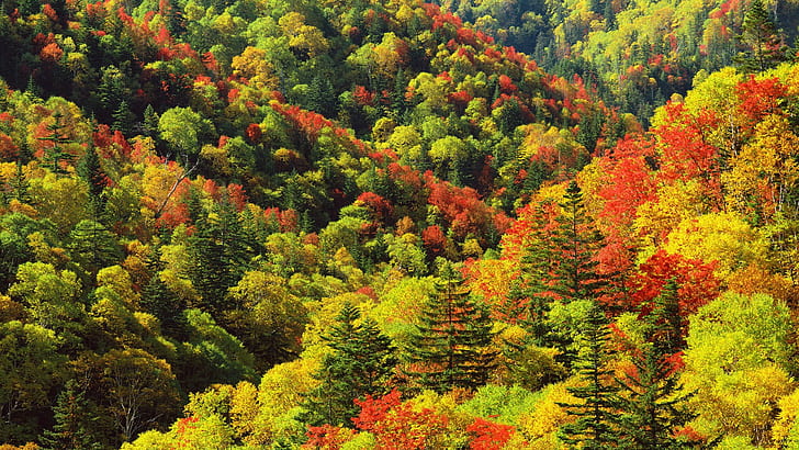 ธรรมชาติภูมิทัศน์ต้นไม้ป่า, วอลล์เปเปอร์ HD