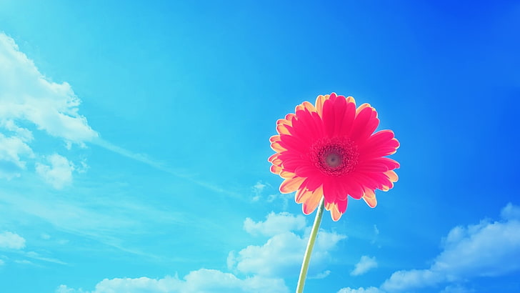 low angle photo of red flower, flowers, sky, HD wallpaper