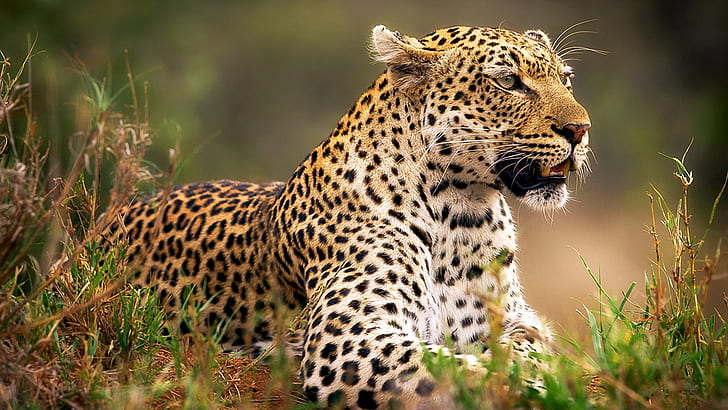 animales, leopardo (animal), Fondo de pantalla HD