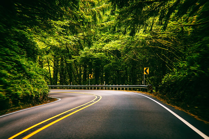 городская дорога поворачивает налево в окружении зеленых деревьев, тысяча деревьев, городская дорога поворачивает, зеленый, побережье Орегона, США, Соединенные Штаты Америки, Флоренция, США, дорога, дерево, природа, лес, асфальт, шоссе, пейзаж, на открытом воздухе,путешествия, транспорт, улица, HD обои