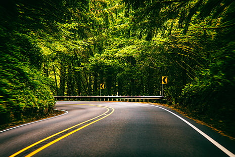 city road turning left surrounded with green trees, A Thousand Trees, city road, turning, green, Oregon Coast, USA, United States of America, Florence, US, road, tree, nature, forest, asphalt, highway, landscape, outdoors, travel, transportation, street, HD wallpaper HD wallpaper