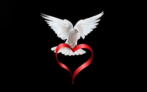 branco, pássaro, coração, pomba, asas, penas, fita, fundo preto, vermelho, dia dos namorados, HD papel de parede HD wallpaper
